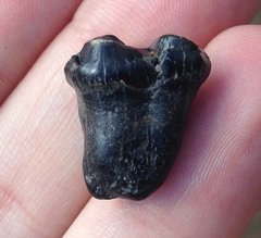 Anthracothere Tooth (found 2014)