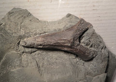 Ichthyosaur neural spine bone