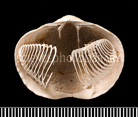 C0108528-Spiriferina_brachiopod_fossil.jpg