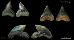 Carcharhinus sp. 03