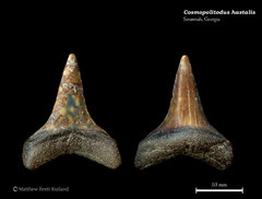 Carcharodon hastalis 03
