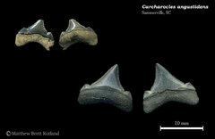 Carcharocles angustidens 14