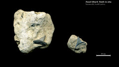 Fossil Shark Teeth in situ 01