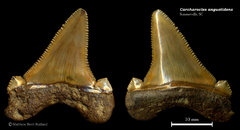 Carcharocles angustidens 10