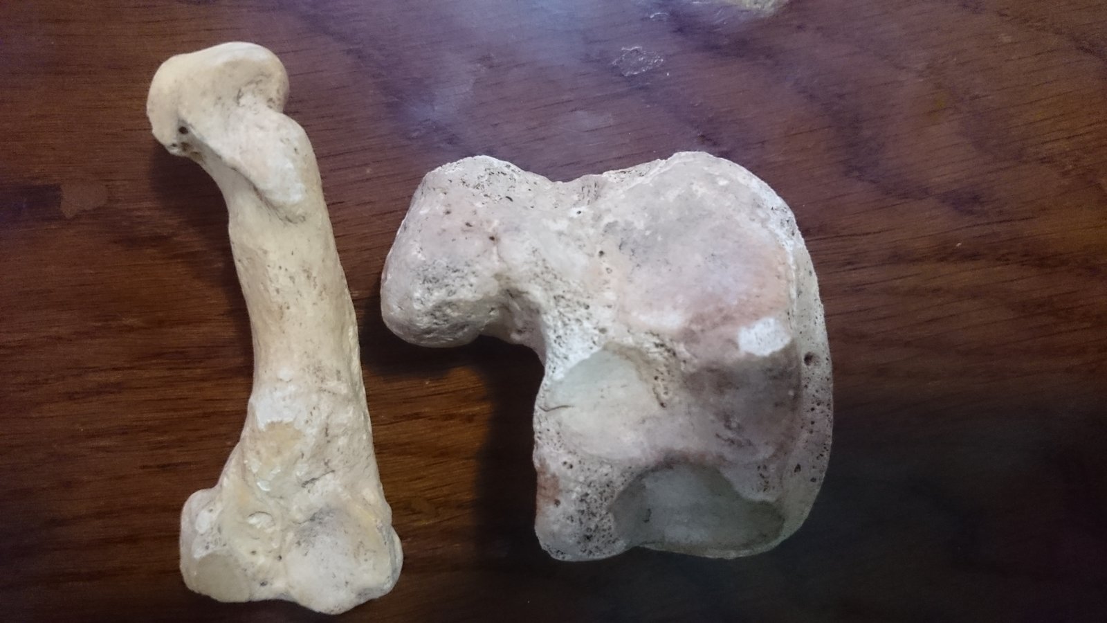 Cave Bear and Cave Hyena teeth