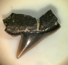 NSR Shark Tooth: Pseudocorax Granti