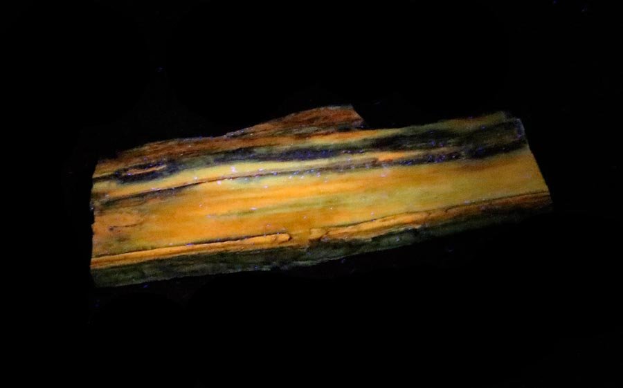 Fluorescent Petrified Wood