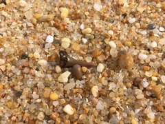Shark tooth on the sand