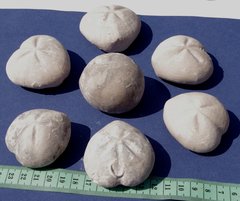 A set of different urshins (Micraster decipiens and Echinocorys Gravesi) from cretaceous chalk cliffs of Normandy