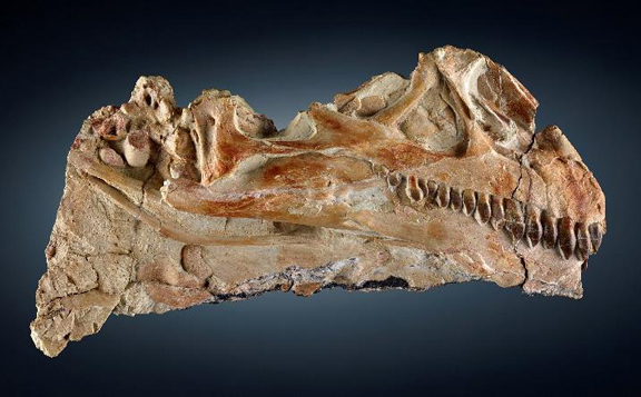 NO-2-Fossil-of-Cryolophosaurus-WEB.jpg.3e75b9d34fada57bf6610ce00f205569.jpg