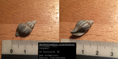 Boreotrophon clathratus (2)