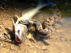 Water snake and catfish fight in a Texas creek