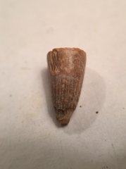 Leidyosuchus tooth