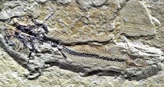 Catfish fossil - Astephus antiquus.