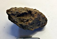 Turritella Gastropod Imprint from Big Brook