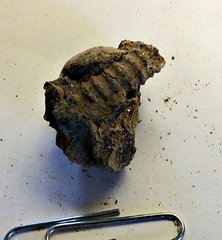 Partial Inner Whorl from Juvenile Turrilite Ammonite