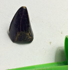 Juvenile Mosasaur Tooth from Ramanessin Brook