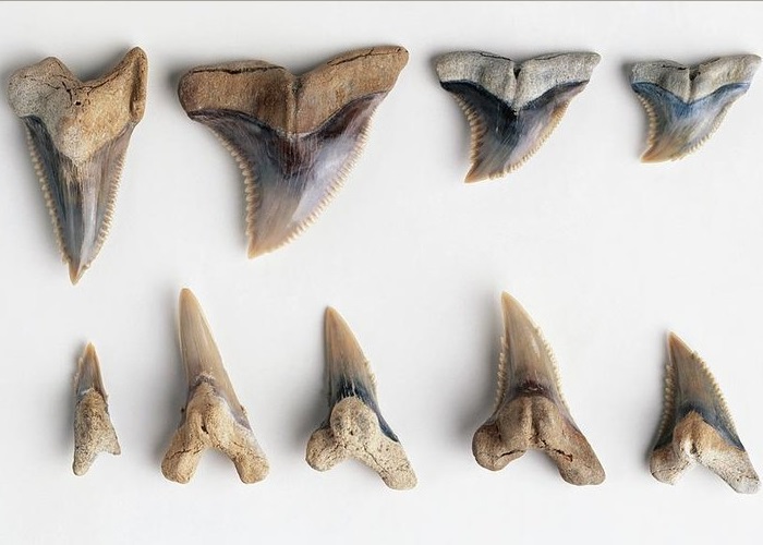 snaggletooth-shark-teeth-fossils-dorling-kindersleyuig.jpg.8374e155a6530be927780765b5cd0443.jpg