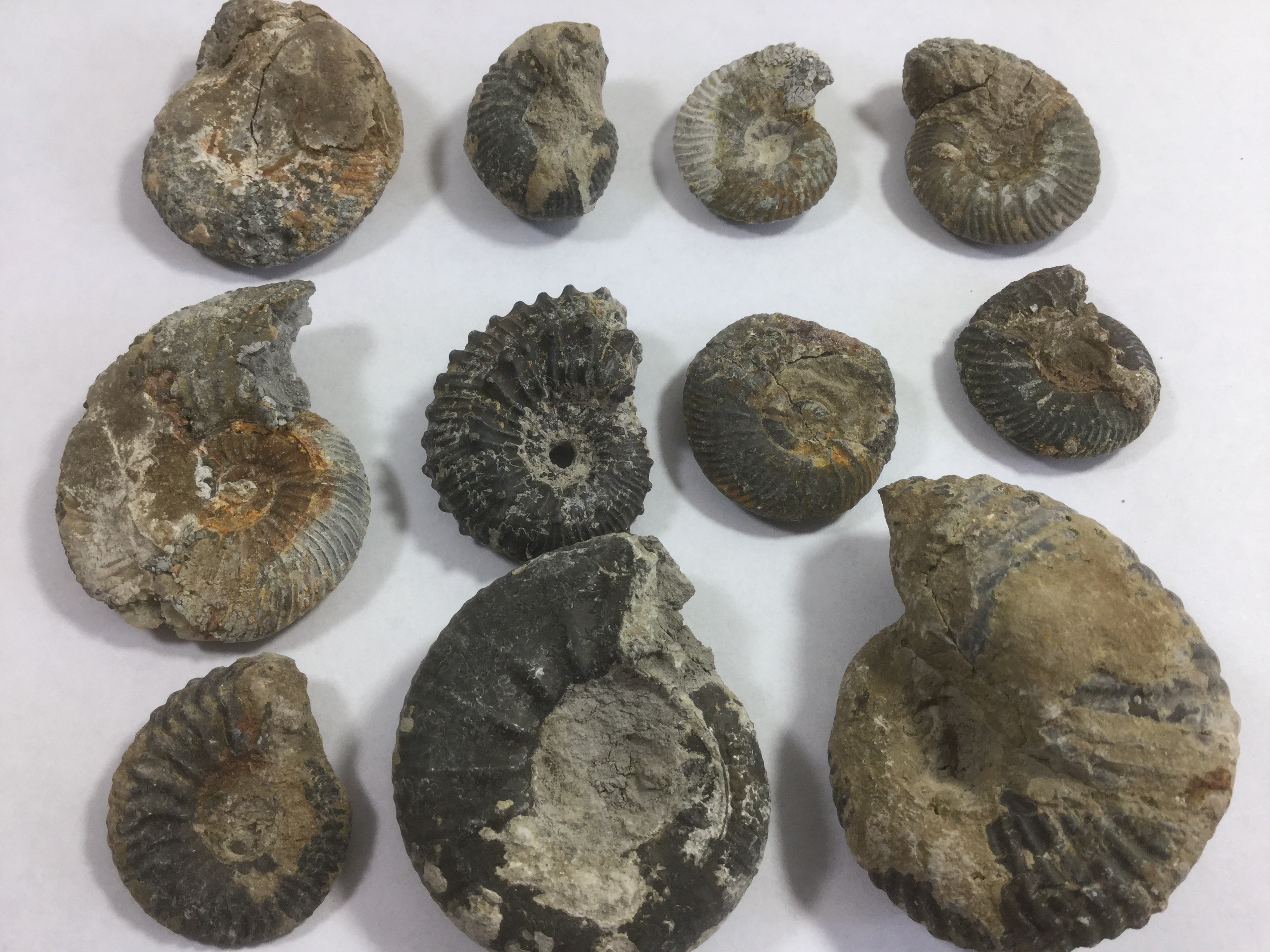 Ammonites from northern France Fossil ID The Fossil Forum