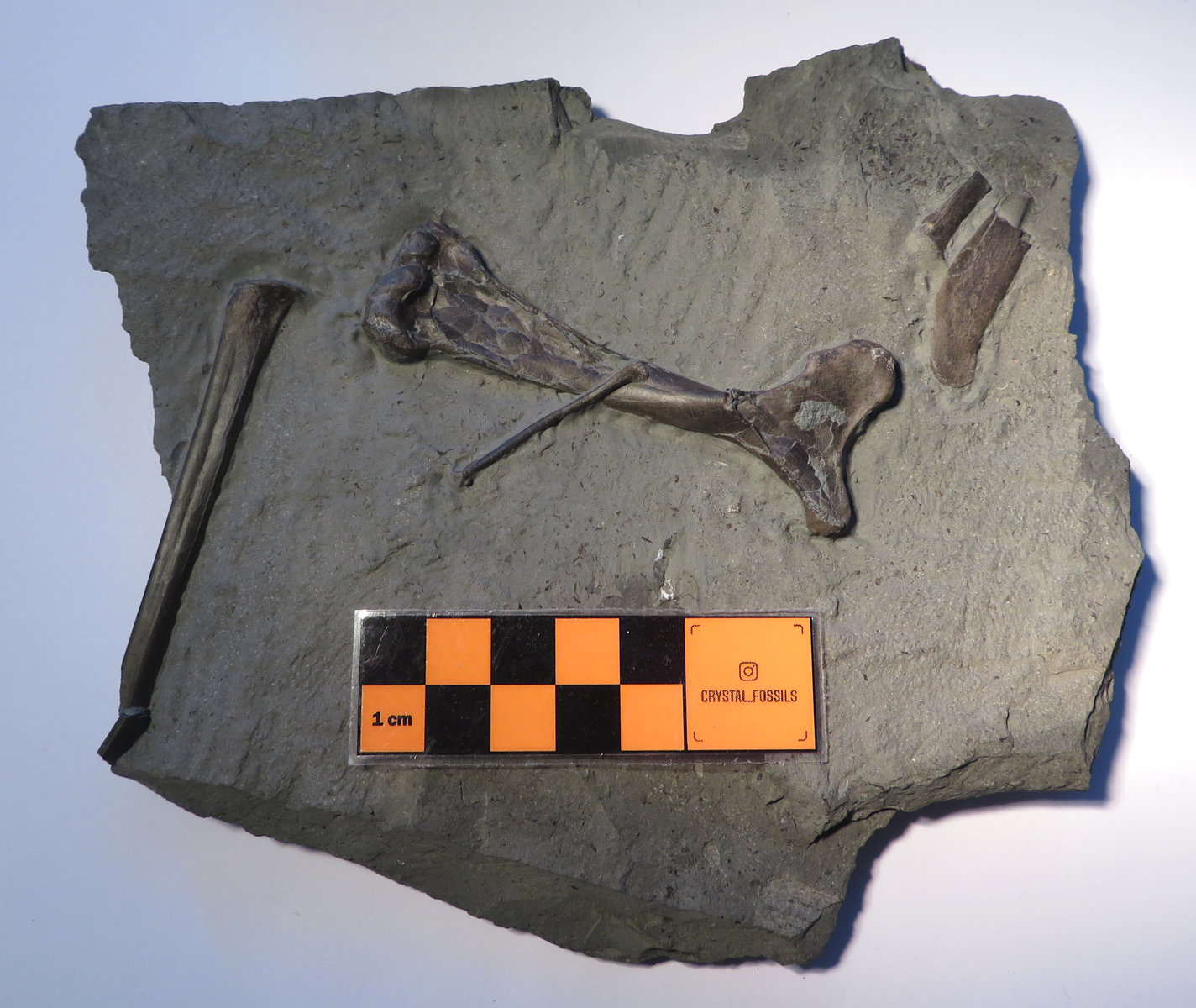 pterosaur bones (perhaps Dorygnathus)