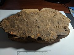 Stromatolites and bioturbated sea floor  - Arthur Creek Formation 1.1