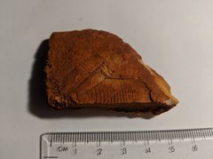 Trilobite - Arthur Creek Formation 1.8