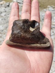 Tylosaur Jaw Section