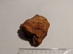 Trilobite - Arthur Creek Formation 1.4