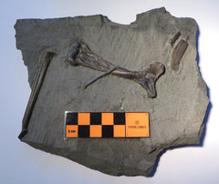 pterosaur bones (perhaps Dorygnathus)