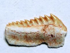Hexanchus microdon (Agassiz 1843)