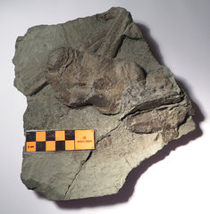 Probably Plesiosaur bones