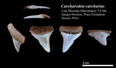 DKNC-002 Carcharodon carcharias (Sacaco)
