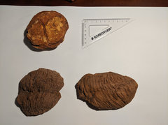Stromatolite and bioturbated sea floor - Arthur Creek Formation 1.1