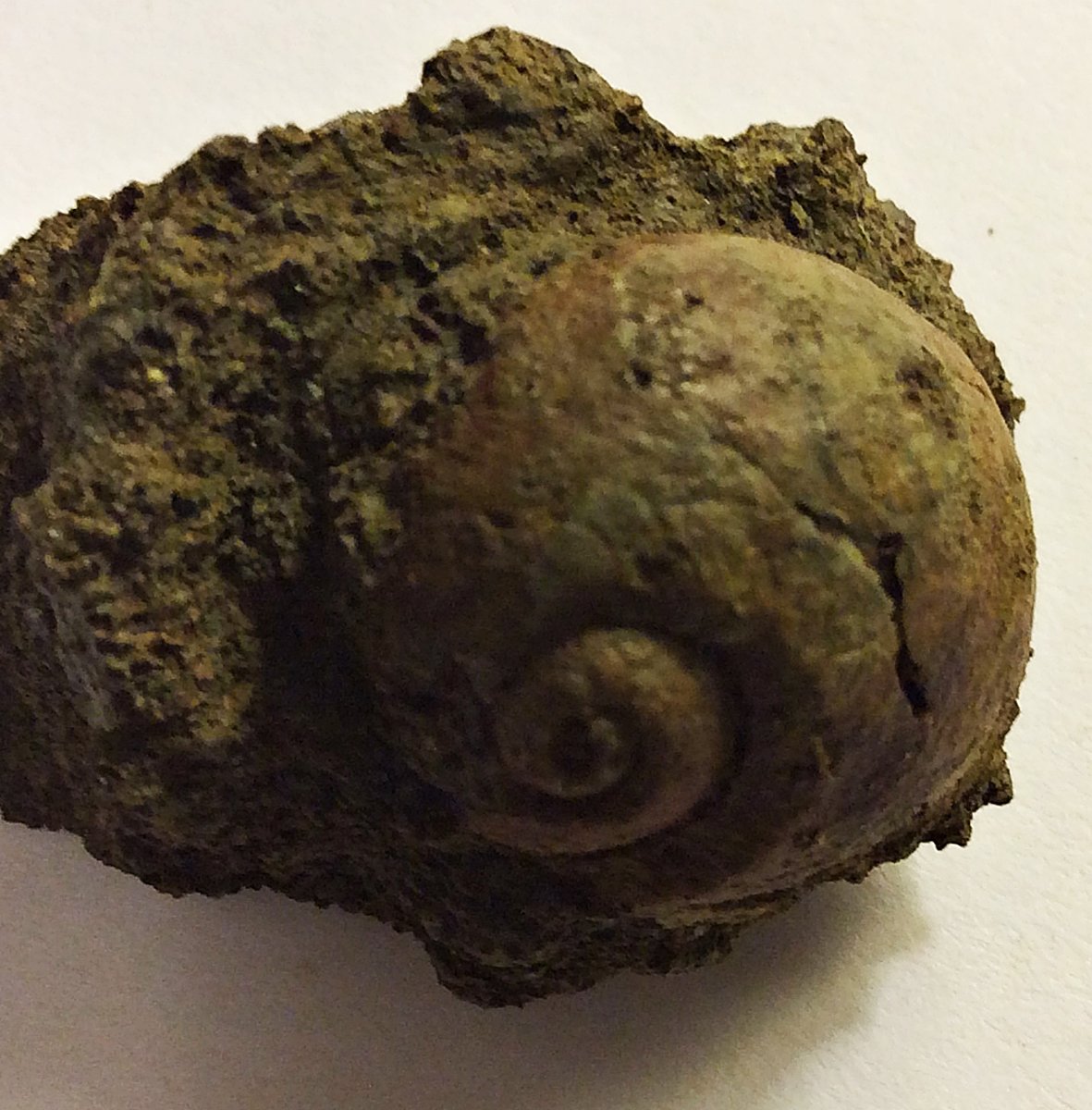Cast of Gastropod from the Pinna Layer