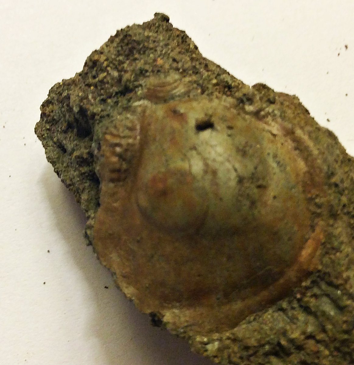 Cast of Oyster from the Pinna Layer