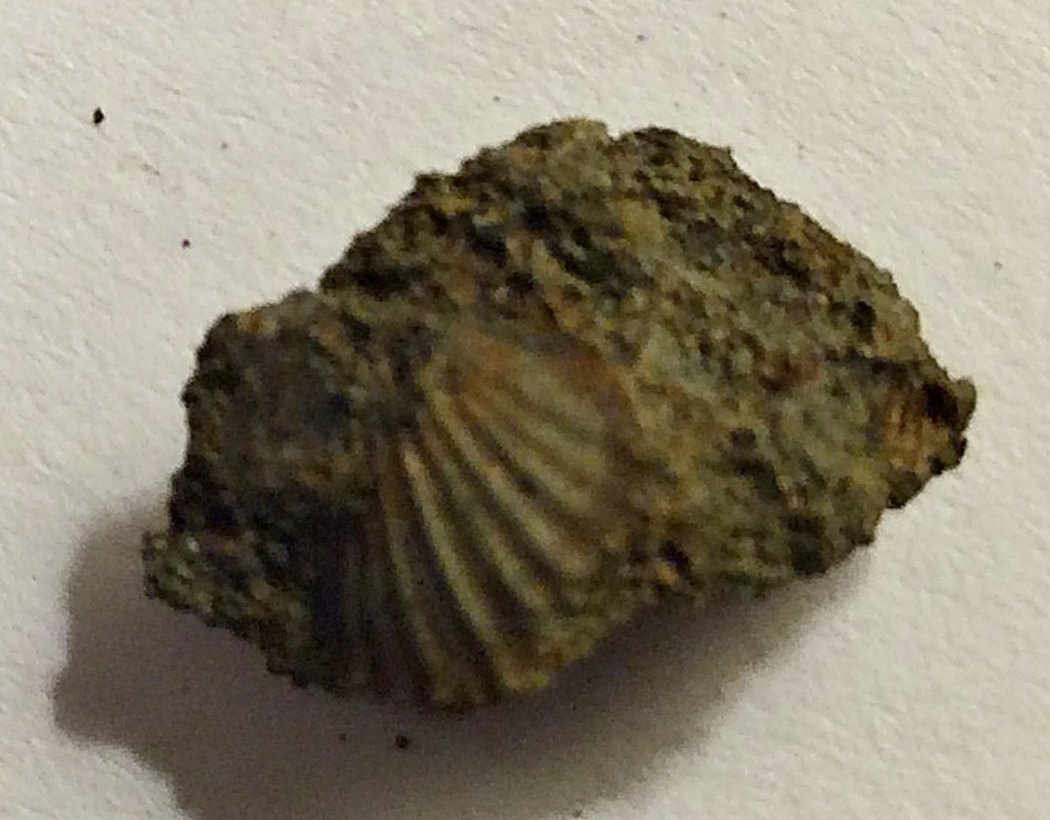 Cast of Tiny Partial Scallop Shell from the Pinna Layer