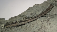 Ichthyosaur rib part