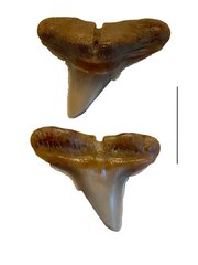 Hammerhead shark tooth