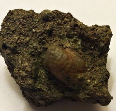 Cast of Tiny Bivalve Shell from the Pinna Layer
