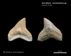 Carcharhinus sp. 03
