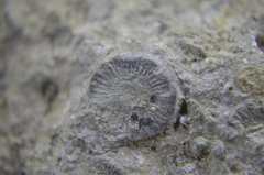 Tiny Crinoid Ossicles and Worms 1.JPG