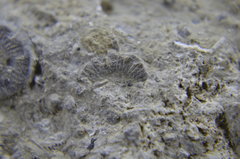 Tiny Crinoid Ossicles and Worms 2.JPG