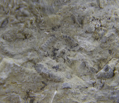 Tiny Crinoid Ossicles and Worms 6.JPG