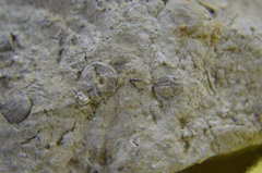 Tiny Crinoid Ossicles and Worms 9.JPG