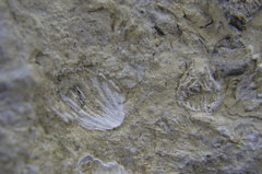 Tiny Crinoid Ossicles and Worms 11.JPG
