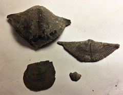 Brachiopods from Marcellus Shale, Morrisville, N.Y.