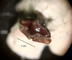 Ischyrhiza sp. (sawfish) oral tooth