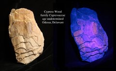 Fluorescent Silicified Cypress Wood