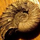 DPS Ammonite