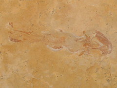 Coccoderma nudum, a coelacanth